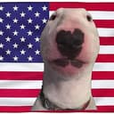 DOG USA