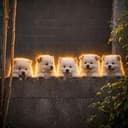 5dog