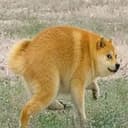 Dogethy
