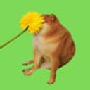 POOF