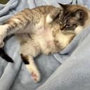 FATCAT