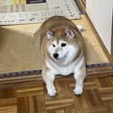 DEBU