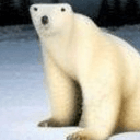 PolarBear