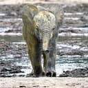 $ELEPHANT