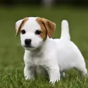 jack