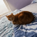 Hobbes