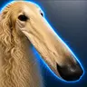 Borzoi