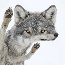 WOFL