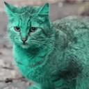 FIONA