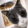 ANGRYCAT