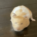 HAMANTHA