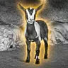 Goat