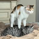 CATS