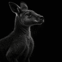 KANGAROO