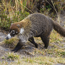 Coati
