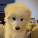 BENJI