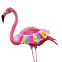 flamingo