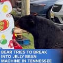 JELLYBEAR