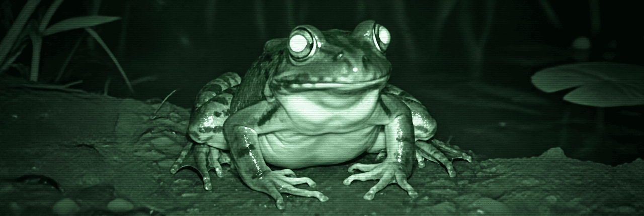 frong Banner
