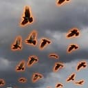 CROWS