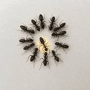 MOSQUITO