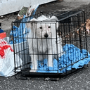 WESTIE