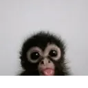 ape