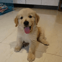cutedog