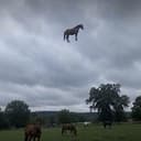 horsefly