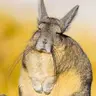 Viscacha