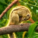 SNUT