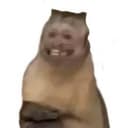 şeloma