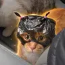 打劫猫