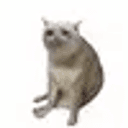 CASHCAT