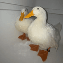 Quak