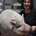 waddles