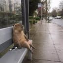 CAPYBARA