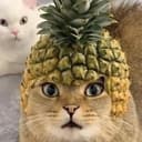 菠萝猫