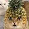 菠萝猫