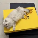 小咪