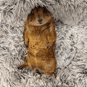 RYE