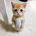 El Gato