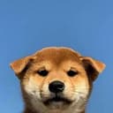 柴犬