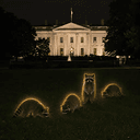 RACCOONS