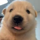 PUP