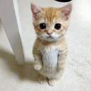 el gato