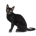 Lykoi