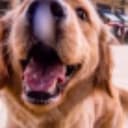 BDOG