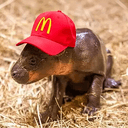 MCDENG