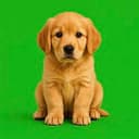 PUP